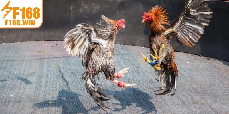 Mẹo chơi Đá Gà F168 ăn đậm tiền 